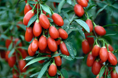گوجی بری 100 گرمی