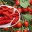 گوجی بری 100 گرمی